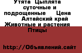 Утята, Цыплята ( суточные и подрощенные ) › Цена ­ 55 - Алтайский край Животные и растения » Птицы   